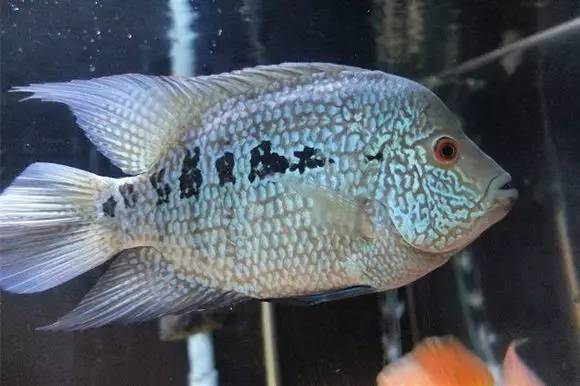 闆岄泟楸肩殑姝ｇ‘閰嶅鏂规硶,绉嶉奔濡備綍閰嶅