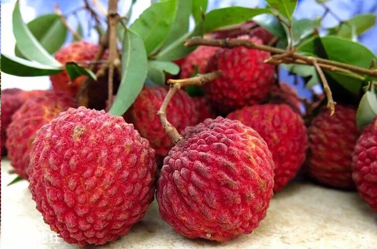 广西一年四季有吃不完的应季水果,广西什么水果便宜又好吃夏天