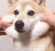 那些催人泪下的狗狗电影大盘点,介绍几个好看的关于狗狗的电影