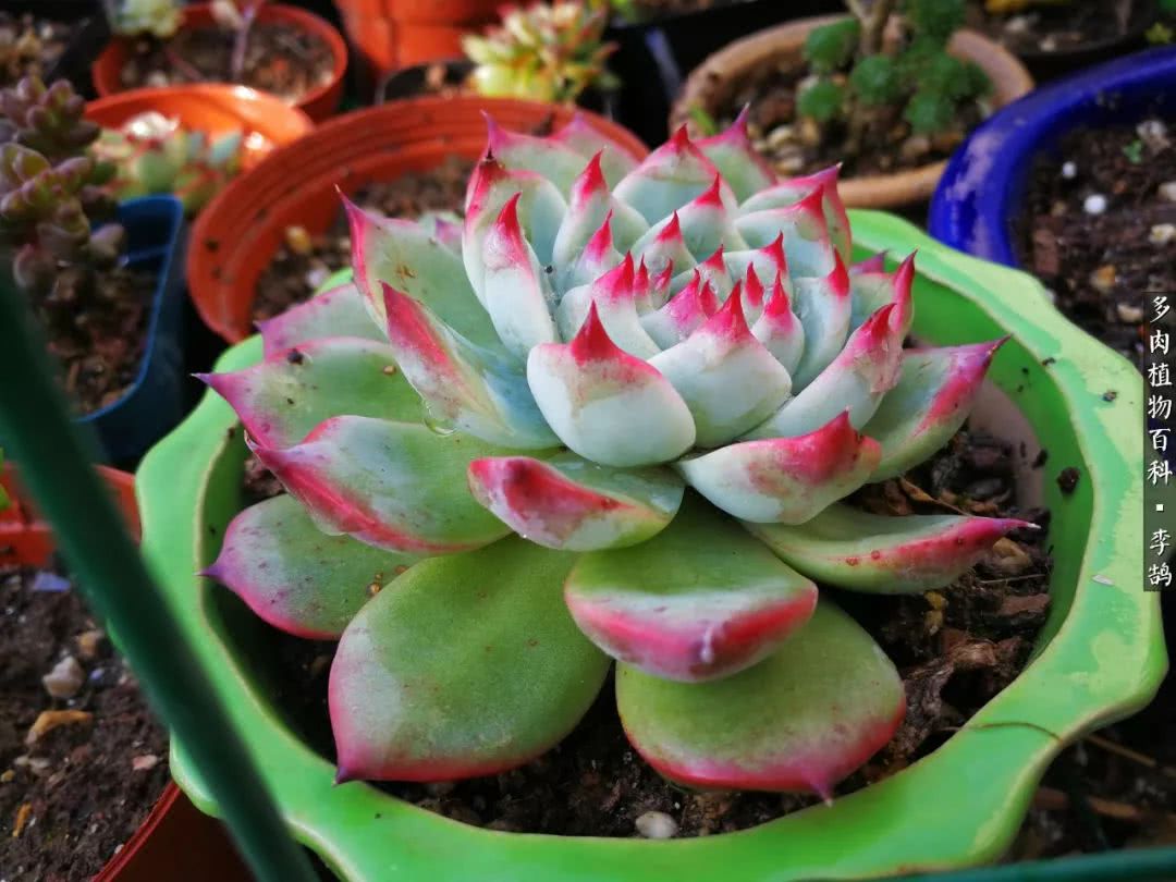 10种养不死的多肉新手的首选,露养多肉的100种方法