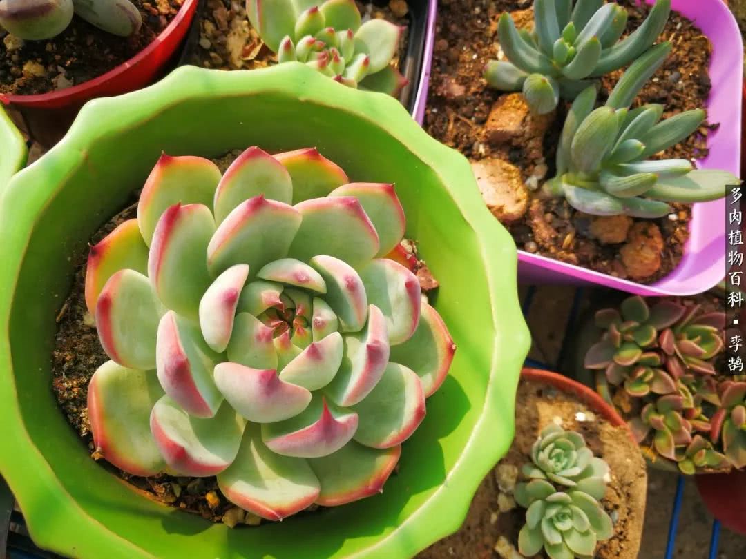 10种养不死的多肉新手的首选,露养多肉的100种方法