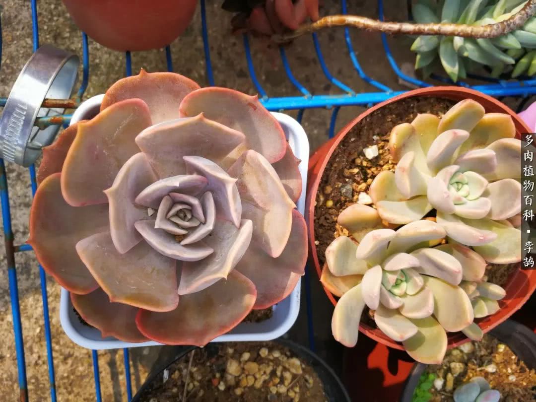 10种养不死的多肉新手的首选,露养多肉的100种方法