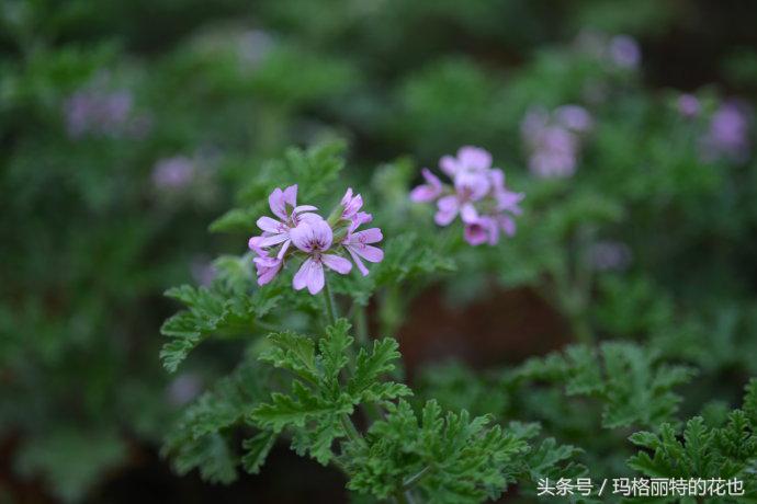 花园蚊虫多怎么解决,花园蚊子多怎么处理