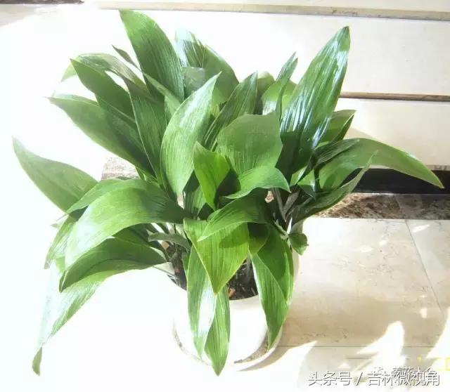 比绿萝吸甲醛更好的植物,最吸甲醛的绿植绿萝