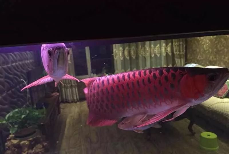 凤鱼能和龙鱼混养吗,龙鱼和乌龟混养风水