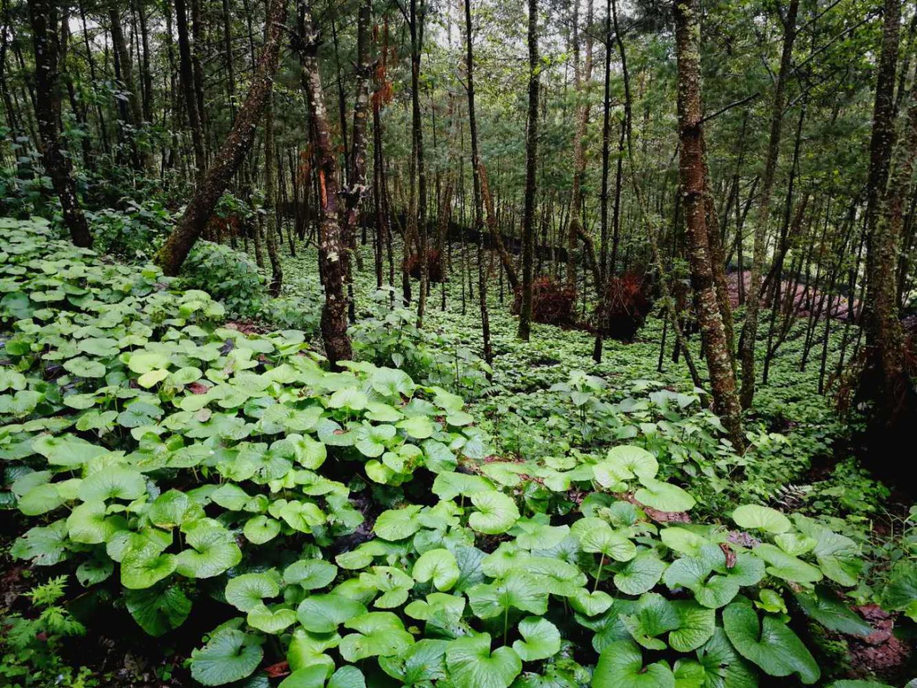 山葵的10种吃法,最能吃山葵的人