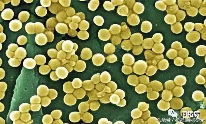 仔猪葡萄球菌感染皮肤图片,猪化脓性葡萄球菌病是什么模样