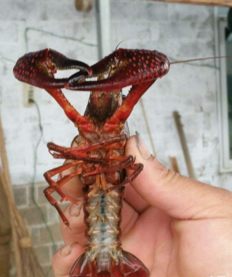 潜江油焖大虾发源地,湖北潜江五七油焖大虾火爆场面