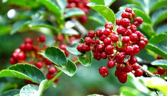 花椒落果最佳治疗方法,花椒落果时间