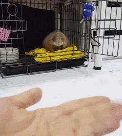 黏人的土拨鼠,黏人可爱会撒娇的动物