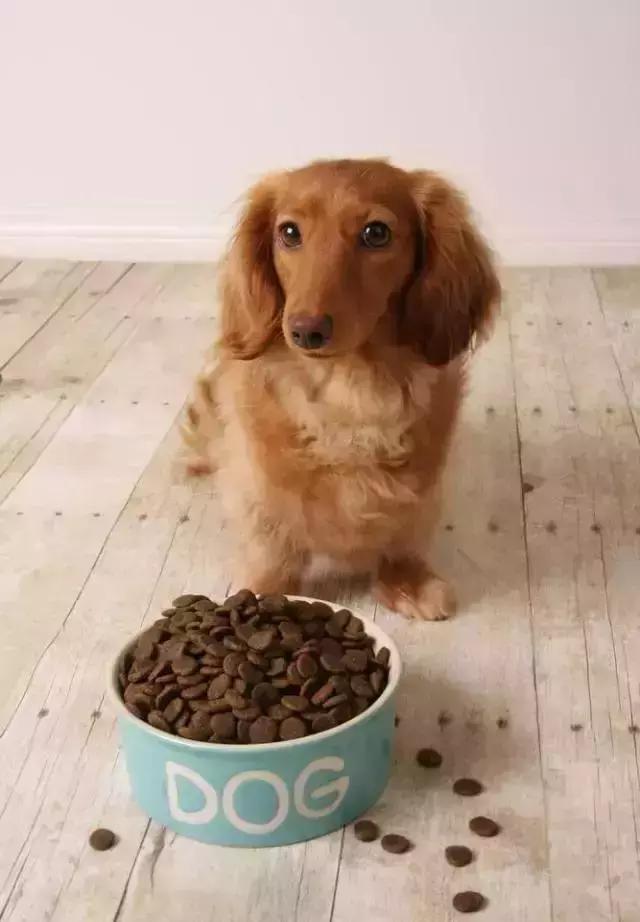 c罗养的狗对比梅西养的,梅西和c罗的宠物到了足球场