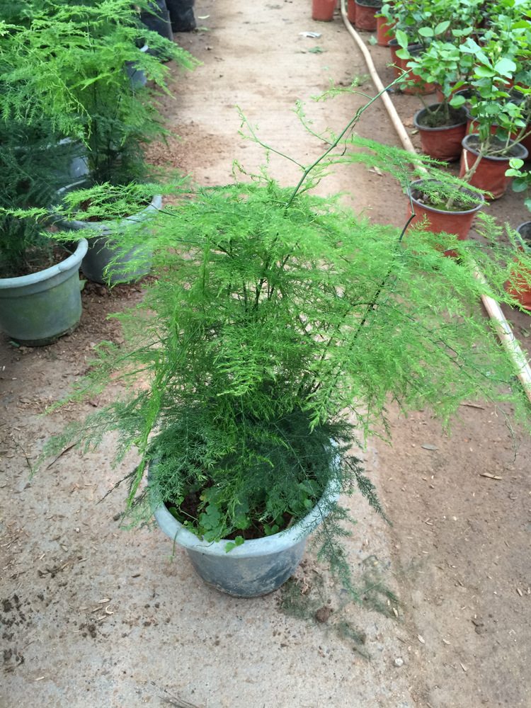 哪些竹子盆景好养,有什么好养的竹子