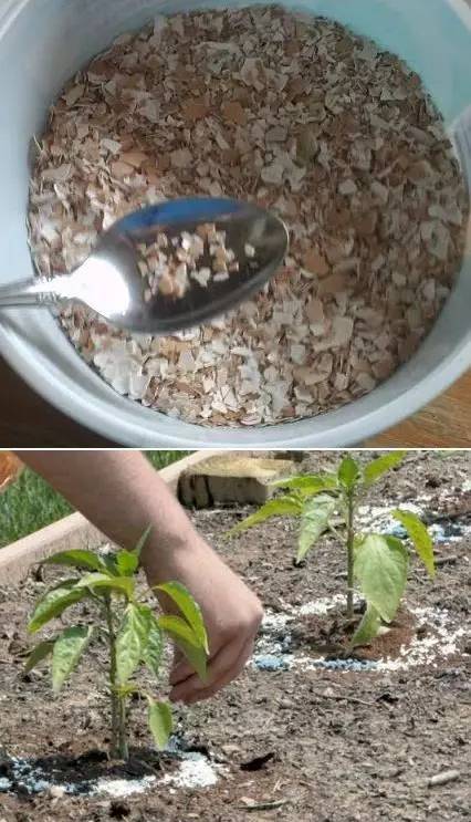 鸡蛋壳千万别扔16种妙用告诉你,鸡蛋壳不要随便扔超多妙用惊呆你