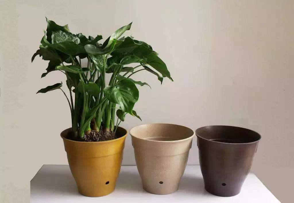 自己在家就能学会的花盆,不要花盆怎么养花