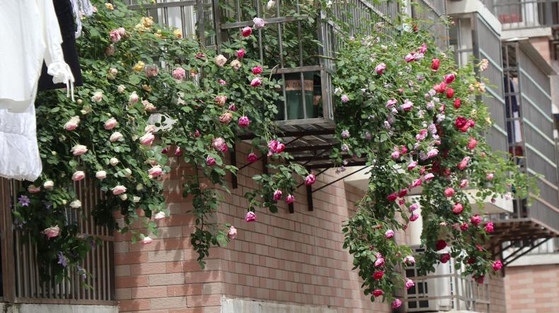 月季花蕾垂头怎么治,月季新芽萎蔫脱叶黑杆怎么养护