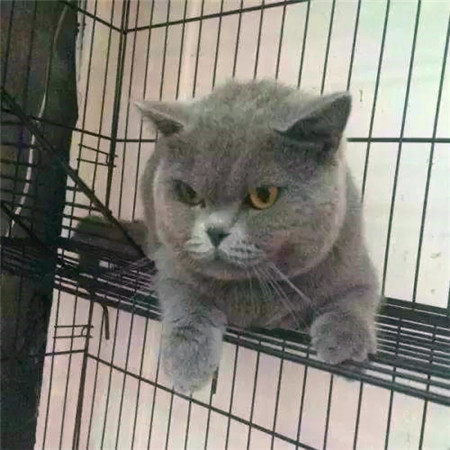 世界杯猫咪身价多少美元,世界杯和国足身价对比