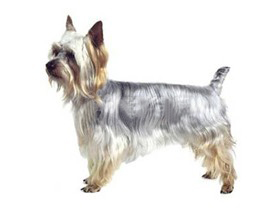 最受欢迎的四大宠物狗你养了吗,比较可爱乖巧的宠物狗有哪些