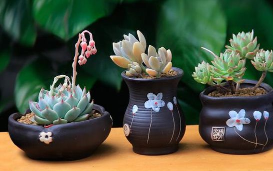 鍙屽煄灏戝効缁樼敾澶ц禌,鍐呮睙澶у崈鏁呴噷涓囧悕鍎跨缁樼敾姣旇禌