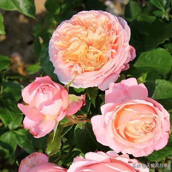 浪漫者的情怀，实用派的操作，一起来邂逅这8款法式月季