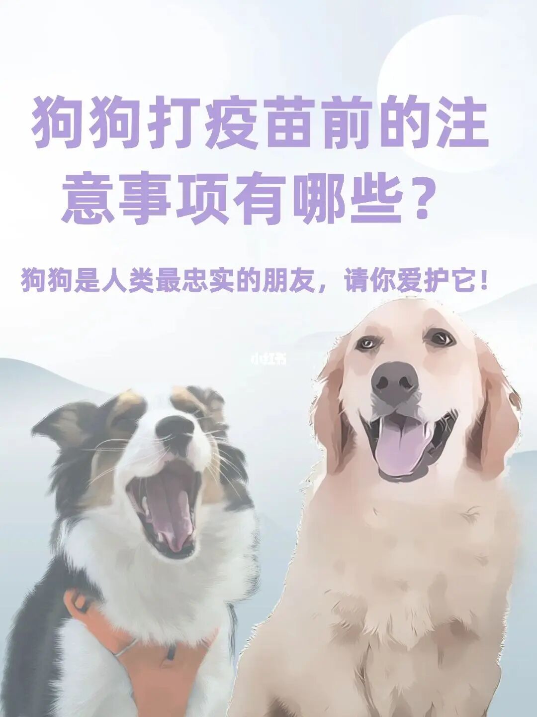 金毛幼犬先驱虫还是先打疫苗,金毛接种疫苗要打几针