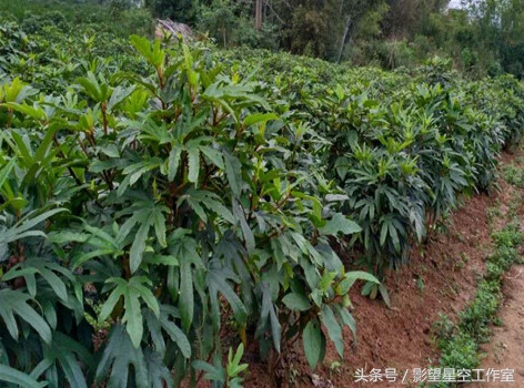 奶香味十足的牛奶,奶香味十足的牛奶有哪些
