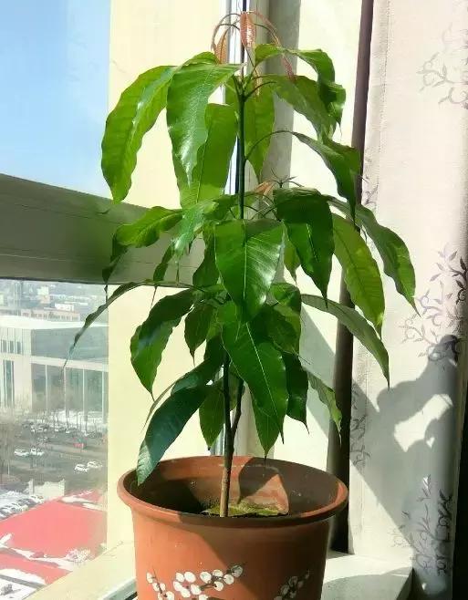 水果核丢花盆发芽了,水果籽呛到肺里去发芽了