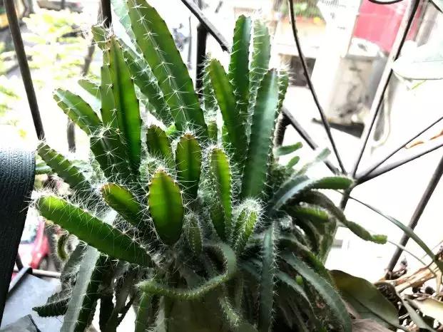 水果核丢花盆发芽了,水果籽呛到肺里去发芽了