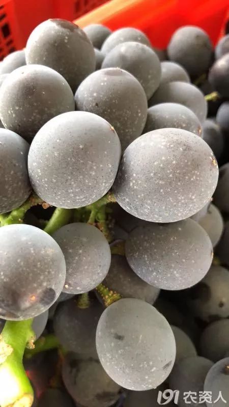 发了霉的葡萄是什么意思,葡萄上长白霉是什么原因