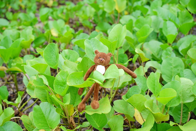 塞班岛跟团游旅游攻略,塞班岛的约会攻略