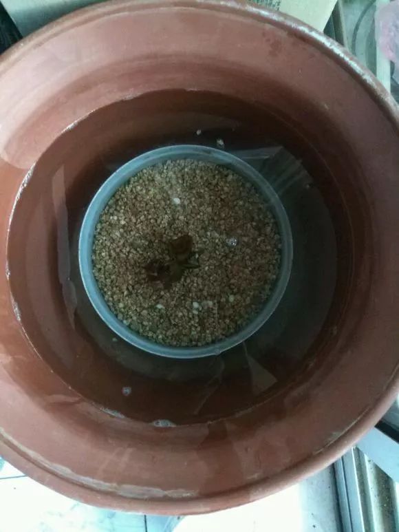 什么花可以在水里养,什么花能在水里养