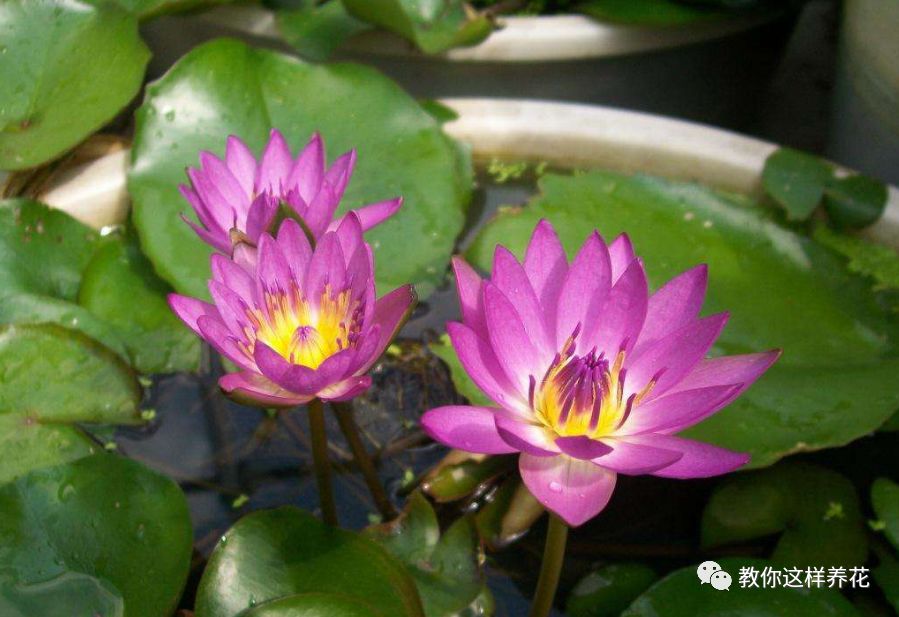 放水里能长期存活的花,适合懒人在水里养的花