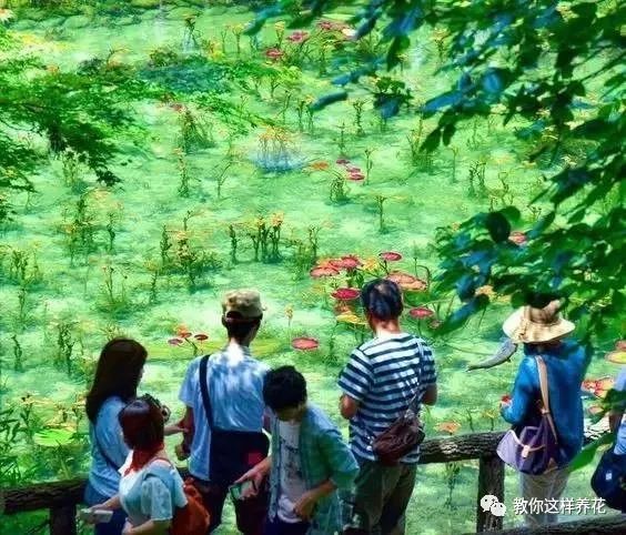 什么花可以在水里养,什么花能在水里养