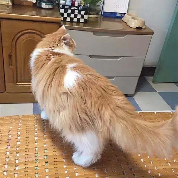 主人带猫去参加展会,主人带猫咪去参加猫展