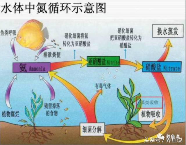 免清洗鱼缸是真的吗,免换水真草生态鱼缸