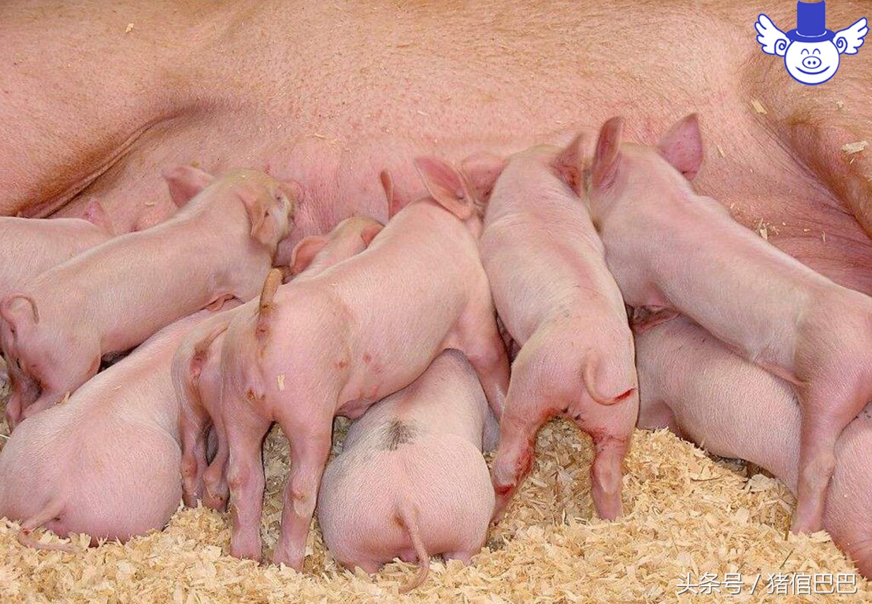 母猪刚下的仔猪有乳腺炎怎么办,母猪得了乳房炎小猪有什么影响