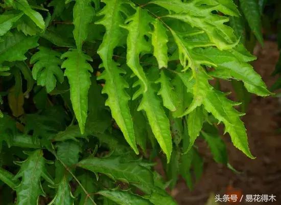 福禄桐绿植花卉,福禄桐防烂根