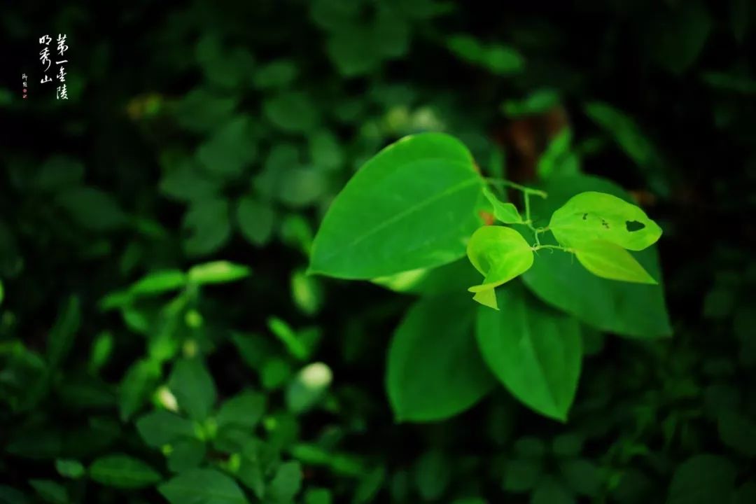 「栖霞山·植物百科」菝葜：开从绿条上，散逐香风远