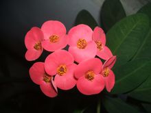 微信投票*票刷**费用及投票多少钱*票刷**之微信公众号刷投票价格的讲解