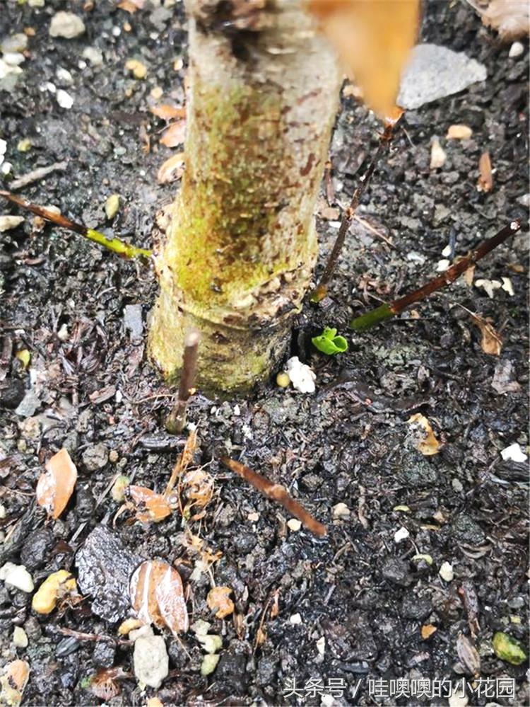 栀子黄叶枯萎花落,栀子过冬叶子全部脱落还能活