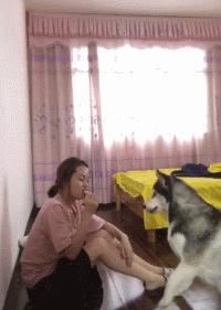 狗狗吃东西中毒症状,狗狗吃东西中毒要多久