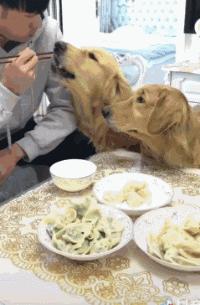 狗狗吃东西中毒症状,狗狗吃东西中毒要多久