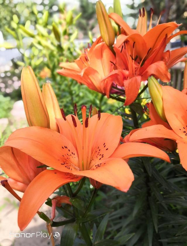 荣耀play深度评测,荣耀play6tpro评测视频