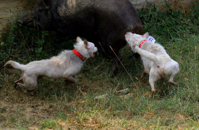 这种犬号称世界第三猎犬,为何不是世界第二猎犬呢