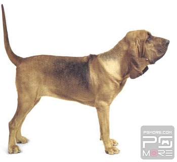 关于世界名狗名犬排行榜,世界名犬狗的品种大全