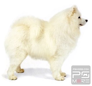 关于世界名狗名犬排行榜,世界名犬狗的品种大全