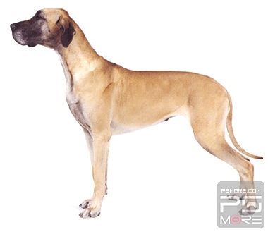 关于世界名狗名犬排行榜,世界名犬狗的品种大全