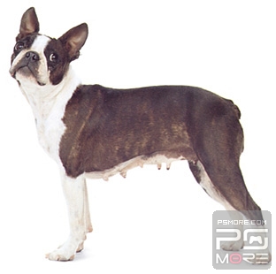 关于世界名狗名犬排行榜,世界名犬狗的品种大全