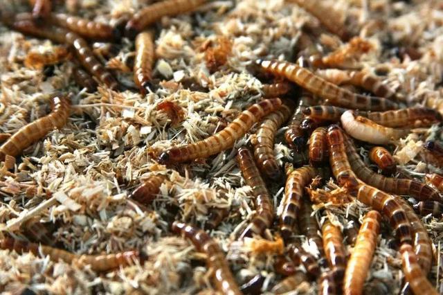 农村小本养殖创业项目大全,项目致富