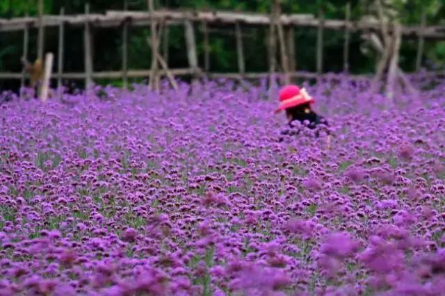 浙江一片夏季花海，带你在炎炎夏日赏花、美拍尽享自然清凉~