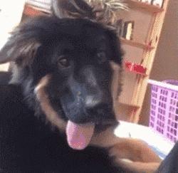 你以为的德牧真正的德牧,德牧为啥看起来那么可爱